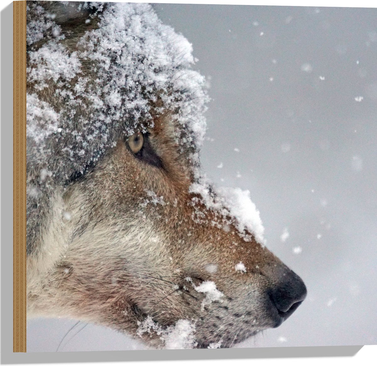 Hout - Vlokken Sneeuw op Kop van Geconcentreerde Wolf - 50x50 cm - 9 mm dik - Foto op Hout