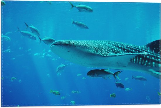 Vlag - Walvis Zwemmend met Kleine Vissen in de Zee - 60x40 cm Foto op Polyester Vlag