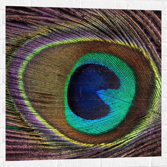 Muursticker - Kleurrijke Pauwen Veer van Dichtbij - 80x80 cm Foto op Muursticker
