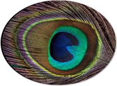 Dibond Ovaal - Kleurrijke Pauwen Veer van Dichtbij - 28x21 cm Foto op Ovaal (Met Ophangsysteem)