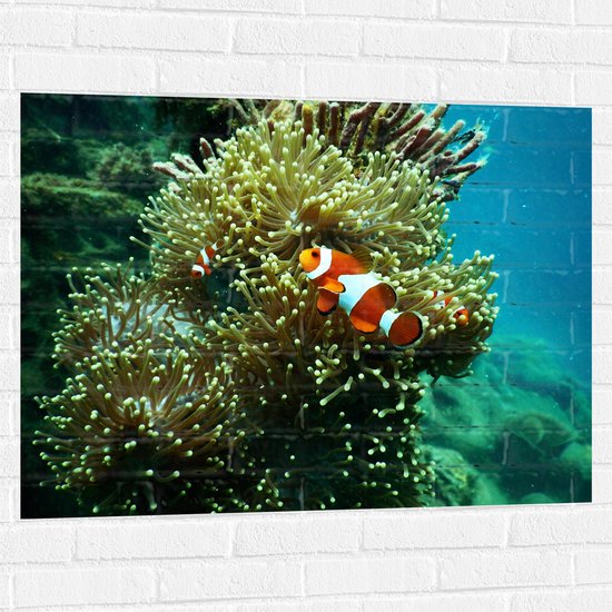 WallClassics - Muursticker - Oranje Nemovis Zwemmend bij Geel Koraal - 100x75 cm Foto op Muursticker