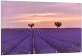 Tuinposter – Duo Bomen in Paars Lavendelveld onder Zachtkleurige Lucht - 150x100 cm Foto op Tuinposter (wanddecoratie voor buiten en binnen)
