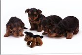 WallClassics - Dibond - Vier Bruin met Zwarte Puppy's bij Soortgenoot Knuffel - 90x60 cm Foto op Aluminium (Met Ophangsysteem)