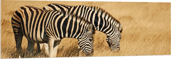 Acrylglas - Grazend Zebra Duo in het Droog Gras Landschap - 150x50 cm Foto op Acrylglas (Met Ophangsysteem)