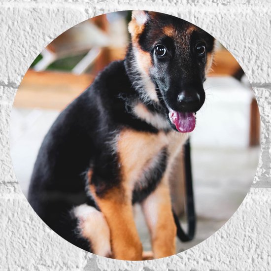 WallClassics - Muursticker Cirkel - Onschuldige Herder Puppy - 20x20 cm Foto op Muursticker