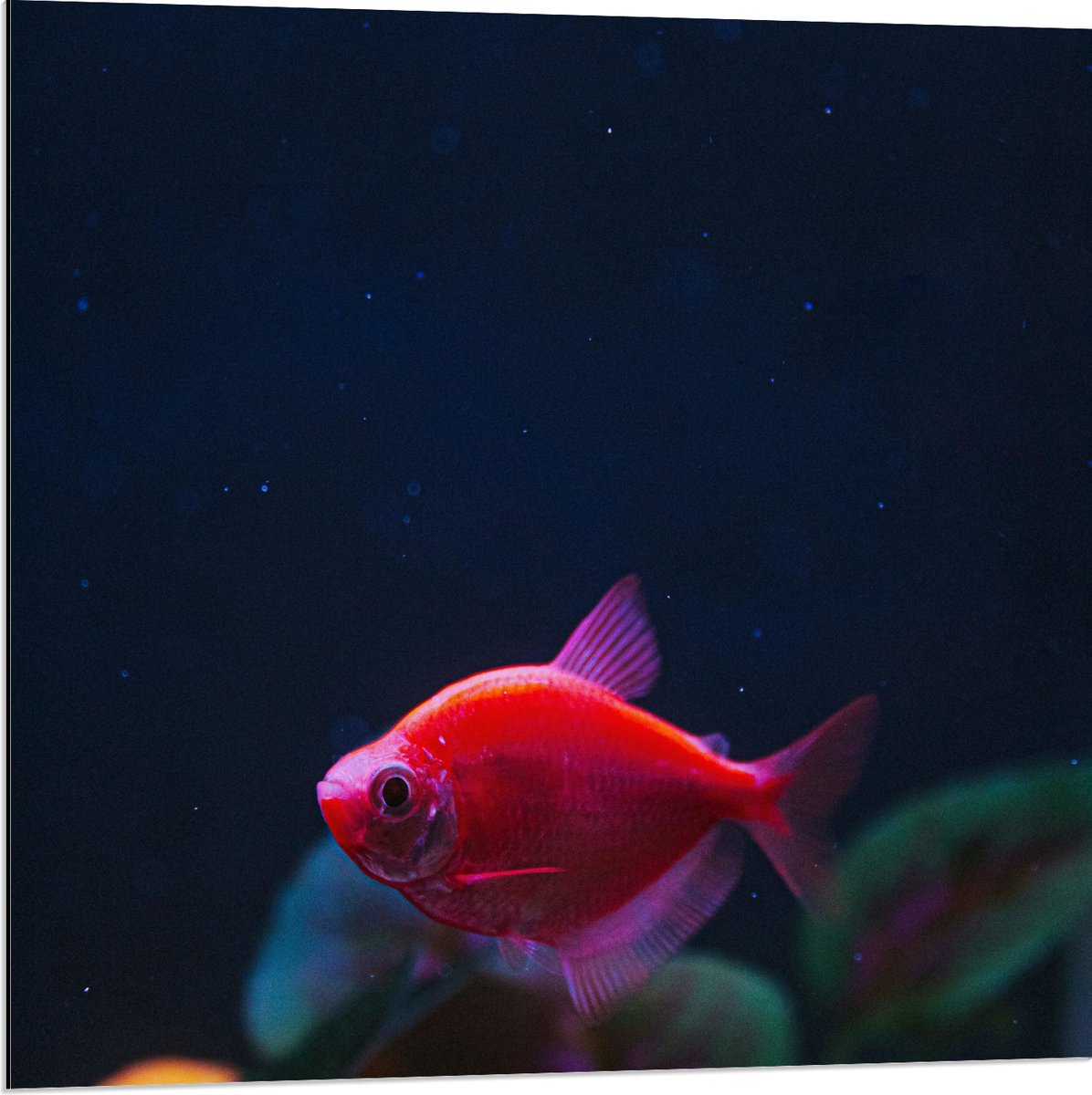 Dibond - Rode Vis in Aquarium - 80x80 cm Foto op Aluminium (Wanddecoratie van metaal)