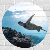 WallClassics - Muursticker Cirkel - Tropische Zeeschildpad onder het Wateroppervlak - 60x60 cm Foto op Muursticker