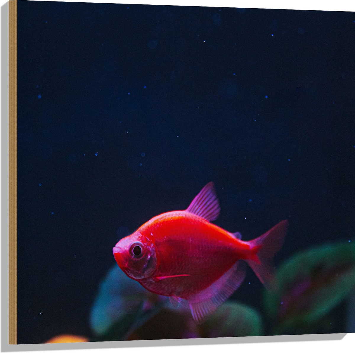Hout - Rode Vis in Aquarium - 80x80 cm - 9 mm dik - Foto op Hout (Met Ophangsysteem)