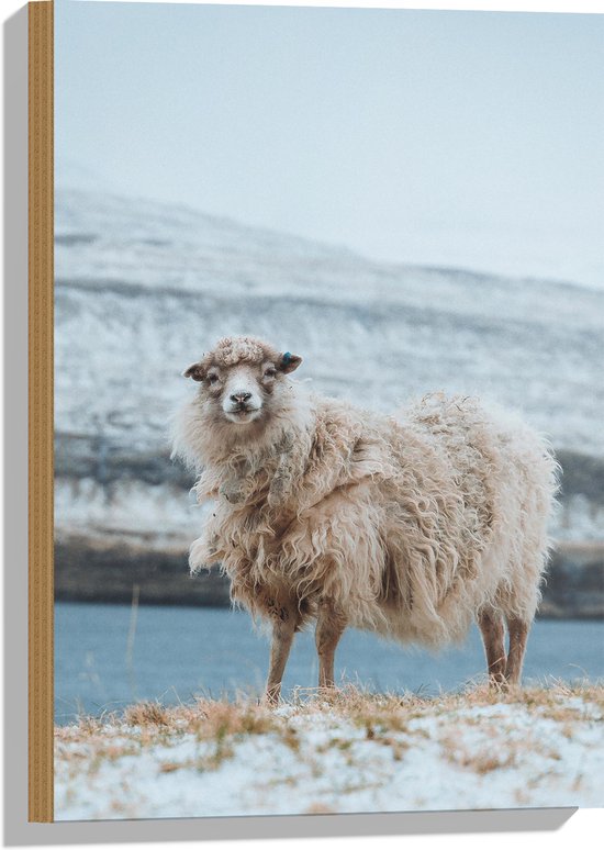 Hout - Aankijkende Schaap op Berg bij het water - 40x60 cm - 9 mm dik - Foto op Hout (Met Ophangsysteem)