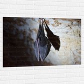 WallClassics - Muursticker - Slapende Zwarte Vleermuis in Grot - 120x80 cm Foto op Muursticker