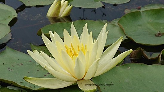 Nymphaea Yellow Sensation ( gele waterlelie)  - Vijverplant- Vijverklaar opgeplant in een mand van 19 x 19 cm - Vijverplanten Webshop