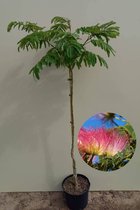 Jonge Perzische Slaapboom | Albizia julibrissin 'Ombrella' | 150-200cm hoogte