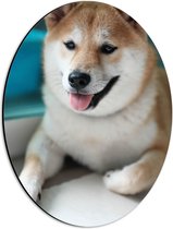 WallClassics - Dibond Ovaal - Lachende Shiba Inu Hond - 30x40 cm Foto op Ovaal (Met Ophangsysteem)