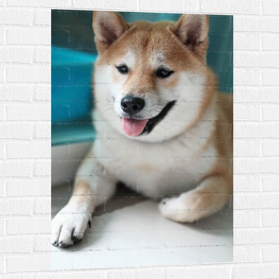 WallClassics - Muursticker - Chien Shiba Inu qui rit - 70x105 cm Photo sur Muursticker