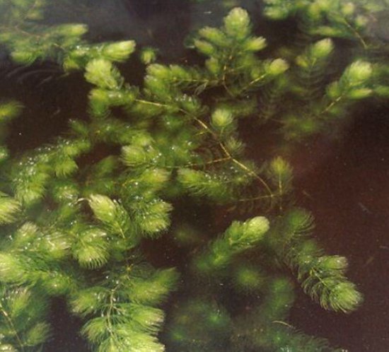 100 Semi Di Ceratophyllum Demersum Per Acquario - Piante Acquatiche Decorative, Facile Coltivazione, Alta Germinazione, Perfetti Per Vasche E Giardini Acquatici - Foto 7