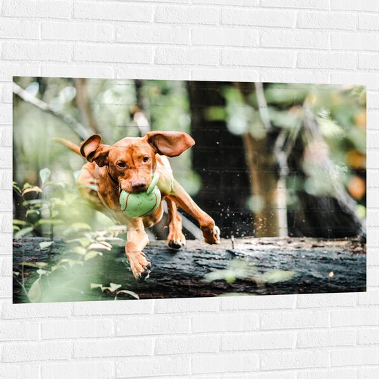 Muursticker - Spelende Hond met Bal bij Boomstam in Bos - 120x80 cm Foto op Muursticker