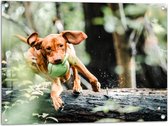 Tuinposter – Spelende Hond met Bal bij Boomstam in Bos - 80x60 cm Foto op Tuinposter (wanddecoratie voor buiten en binnen)