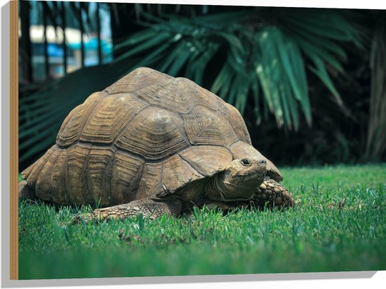 WallClassics - Hout - Grote Oude Schildpad in Groen Grasveld - 80x60 cm - 9 mm dik - Foto op Hout (Met Ophangsysteem)