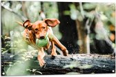 Tuinposter – Spelende Hond met Bal bij Boomstam in Bos - 105x70 cm Foto op Tuinposter (wanddecoratie voor buiten en binnen)