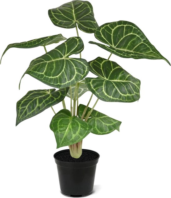 Anthurium clarinervium