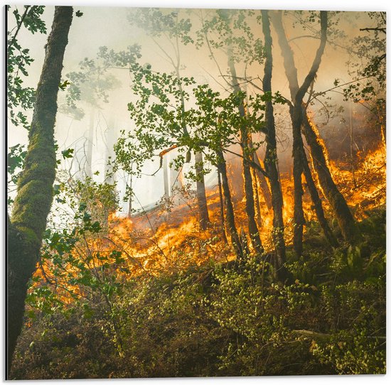 WallClassics - Dibond - Brand door Bomen in het Bos - 50x50 cm Foto op Aluminium (Wanddecoratie van metaal)