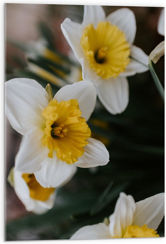 WallClassics - Acrylglas - Multiflora Narcis Bloem in het Wit/Geel - 50x75 cm Foto op Acrylglas (Met Ophangsysteem)