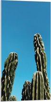 WallClassics - Acrylglas - Toppen van Cactussen tegen Blauwe Lucht - 50x100 cm Foto op Acrylglas (Wanddecoratie op Acrylaat)