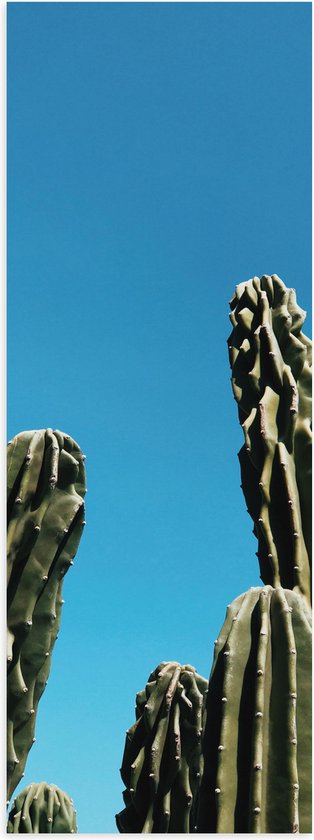 WallClassics - Poster Glanzend – Toppen van Cactussen tegen Blauwe Lucht - 20x60 cm Foto op Posterpapier met Glanzende Afwerking