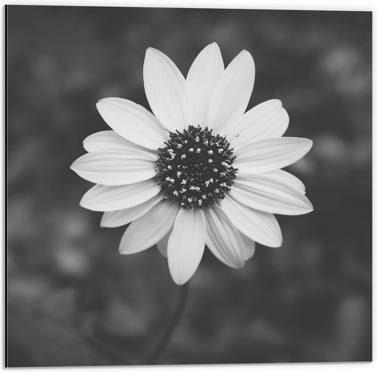 WallClassics - Dibond - Bovenaanzicht van Lichte Bloem (zwart/ wit) - 50x50 cm Foto op Aluminium (Met Ophangsysteem)