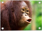 Tuinposter – Fluitende Rood-Bruine Orang Oetan in Regenwoud - 40x30 cm Foto op Tuinposter (wanddecoratie voor buiten en binnen)