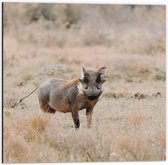 Dibond - Aankijkend Zwijn in Droog Afrikaans Landschap - 50x50 cm Foto op Aluminium (Wanddecoratie van metaal)