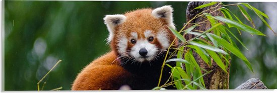 Acrylglas - Aandoenlijke Rode Panda op Boomstam met Groene Planten - 60x20 cm Foto op Acrylglas (Met Ophangsysteem)