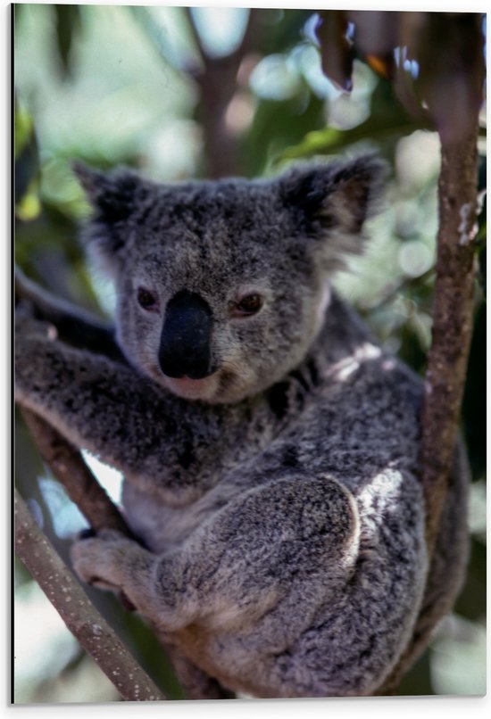 WallClassics - Dibond - Koala in de Boom - 40x60 cm Foto op Aluminium (Met Ophangsysteem)