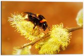 WallClassics - Dibond - Hommel op Gele Bloem - 60x40 cm Foto op Aluminium (Wanddecoratie van metaal)