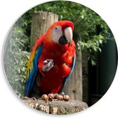 WallClassics - Plaque Mousse PVC Cercle Mural - Perroquet mangeant sur un Tronc d'Arbre - Photo sur Cercle Mural 30x30 cm (avec système d'accrochage)