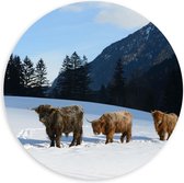 PVC Schuimplaat Muurcirkel - Drie Schotse Hooglanders in Sneeuw Landschap bij Bergen - 100x100 cm Foto op Muurcirkel (met ophangsysteem)