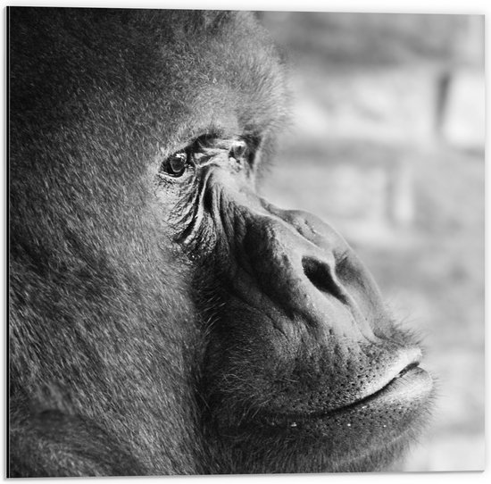 WallClassics - Dibond - Opzijkijkende Gorilla in het Zwart-wit - 50x50 cm Foto op Aluminium (Wanddecoratie van metaal)