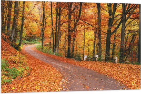 Vlag - Bospad door Herfstbos vol met Herfstkleuren - 105x70 cm Foto op Polyester Vlag