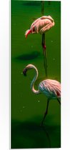 PVC Schuimplaat - Groepje Flamingo's Staand in Groenkleurig Water - 20x60 cm Foto op PVC Schuimplaat (Met Ophangsysteem)