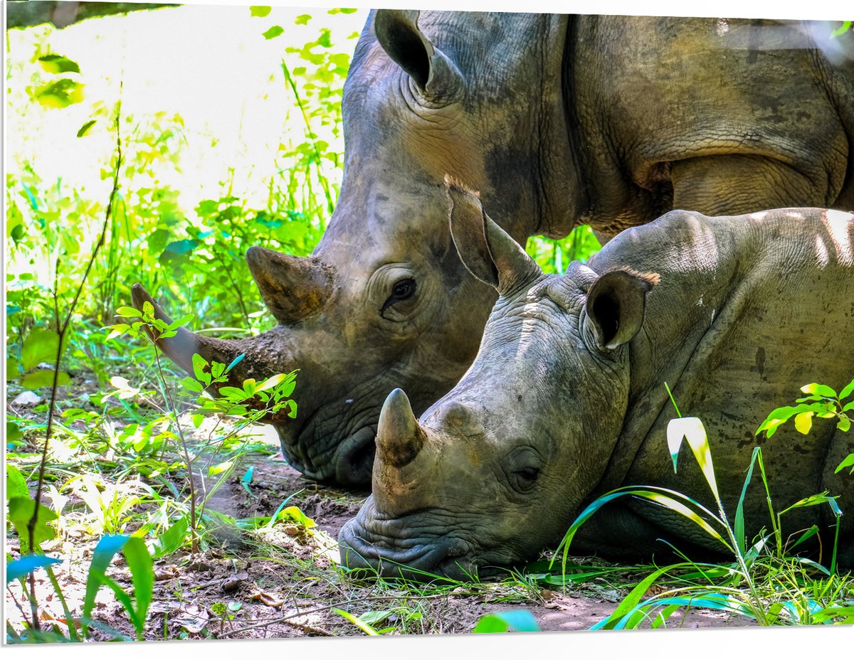 PVC Schuimplaat - Neushoorn met Baby liggend tussen Groene Smalle Planten - 100x75 cm Foto op PVC Schuimplaat (Met Ophangsysteem)