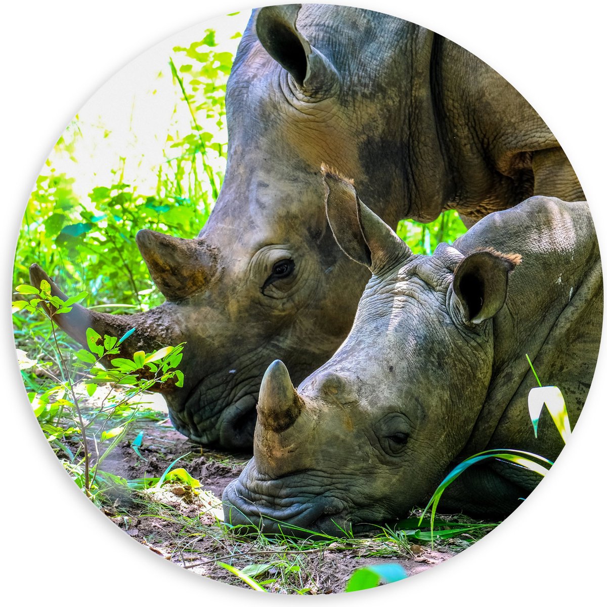 PVC Schuimplaat Muurcirkel - Neushoorn met Baby liggend tussen Groene Smalle Planten - 100x100 cm Foto op Muurcirkel (met ophangsysteem)