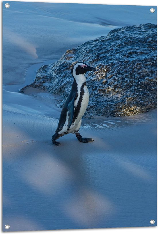 Tuinposter – Pingïun lopend langs Rots op het Strand - 70x105 cm Foto op Tuinposter (wanddecoratie voor buiten en binnen)