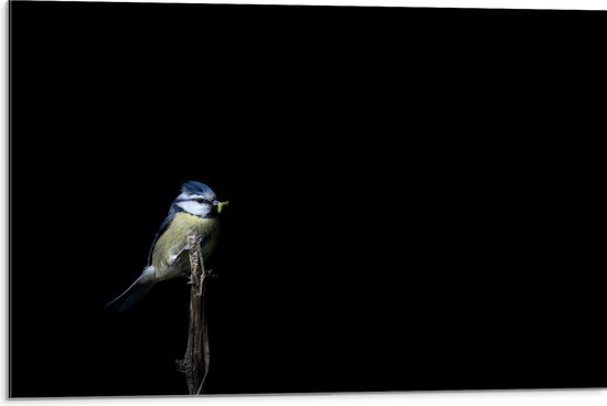 Dibond - Koolmeesje Vogel op Dunne Tak tegen Zwarte Achtergrond - 75x50 cm Foto op Aluminium (Wanddecoratie van metaal)