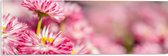 Acrylglas - Roze met Witte Bloempjes in het Bloemenveld - 60x20 cm Foto op Acrylglas (Wanddecoratie op Acrylaat)