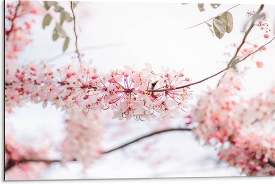 Dibond - Roze Bloesem aan Tak van Bomen op Lentedag - 75x50 cm Foto op Aluminium (Met Ophangsysteem)