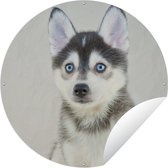 Garden Circle Pomsky Puppy Portrait - 60x60 cm - Affiche de Jardin Ronde - Extérieur