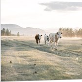 PVC Schuimplaat- Trio van Koeien Lopend door Gras Landschap onder aan Berg - 80x80 cm Foto op PVC Schuimplaat