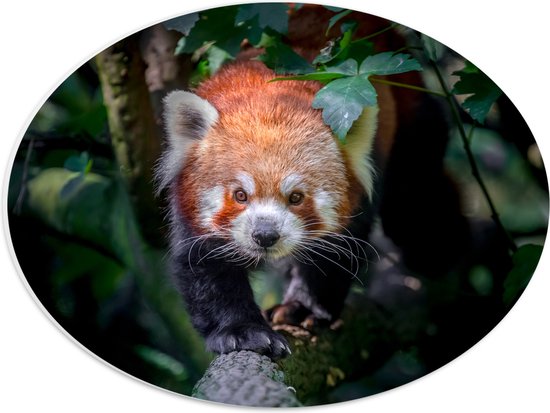 PVC Schuimplaat Ovaal - Sluipende Rode Panda op Smalle Boomstam - 40x30 cm Foto op Ovaal (Met Ophangsysteem)