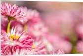 Acrylglas - Roze met Witte Bloempjes in het Bloemenveld - 105x70 cm Foto op Acrylglas (Wanddecoratie op Acrylaat)