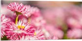 Acrylglas - Roze met Witte Bloempjes in het Bloemenveld - 100x50 cm Foto op Acrylglas (Wanddecoratie op Acrylaat)